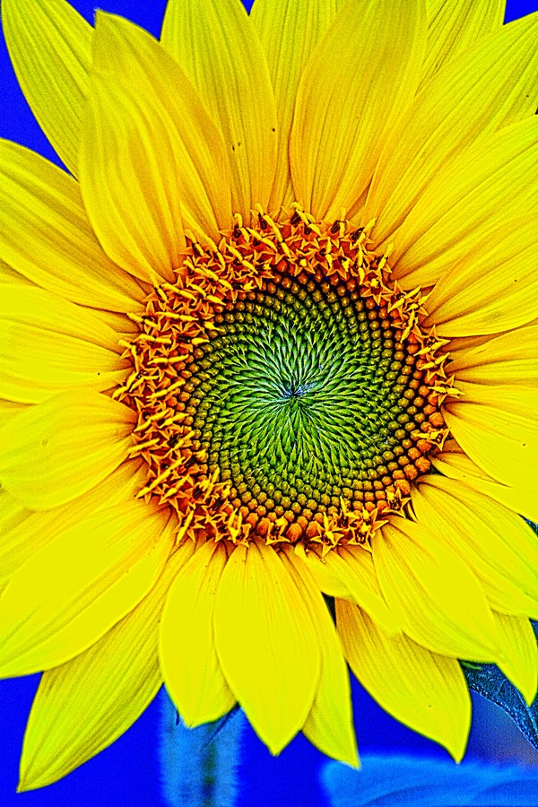 Susan sunflower w blue